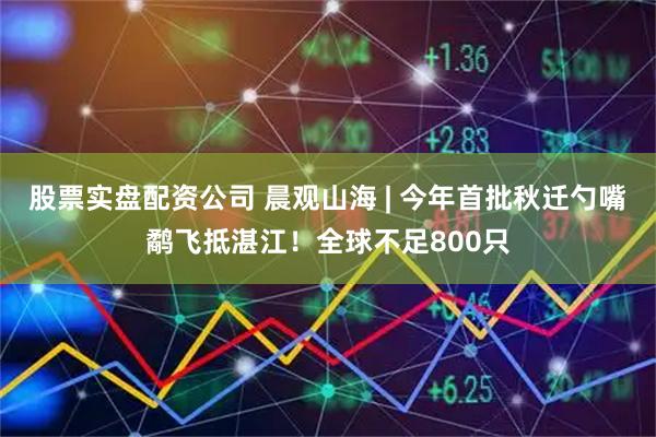股票实盘配资公司 晨观山海 | 今年首批秋迁勺嘴鹬飞抵湛江！全球不足800只