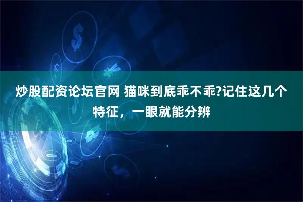 炒股配资论坛官网 猫咪到底乖不乖?记住这几个特征，一眼就能分辨