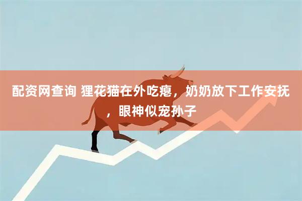 配资网查询 狸花猫在外吃瘪，奶奶放下工作安抚，眼神似宠孙子
