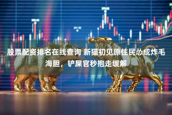 股票配资排名在线查询 新猫初见原住民怂成炸毛海胆，铲屎官秒抱走缓解