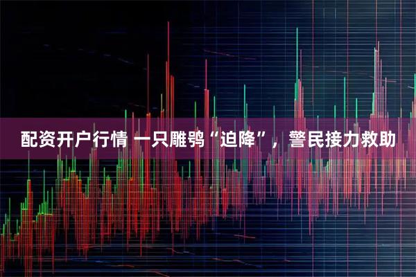 配资开户行情 一只雕鸮“迫降”，警民接力救助