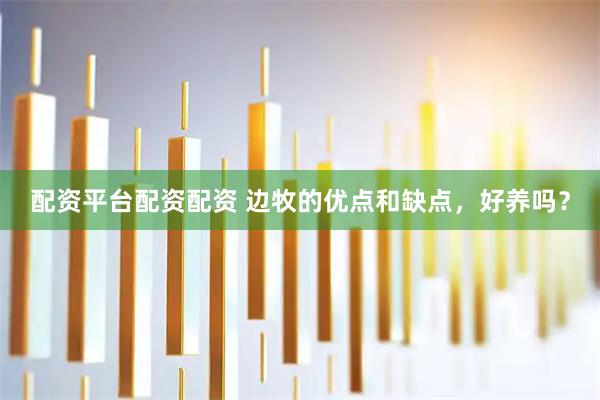 配资平台配资配资 边牧的优点和缺点，好养吗？